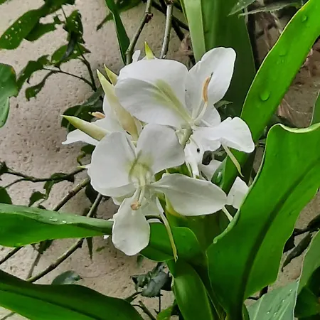 Apartamento Terra-crystal