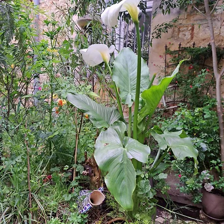 Terra-crystal * Rochefort (Charente-Maritime)