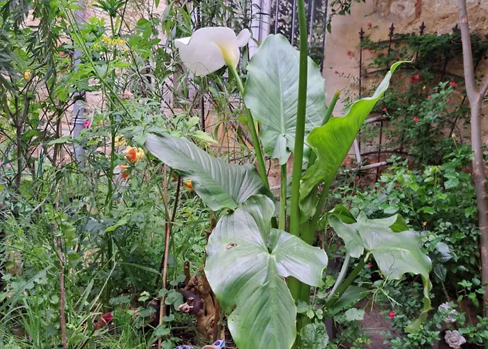 Terra-crystal * Rochefort (Charente-Maritime)